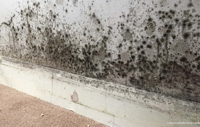 How Can I Tell If There Is Mould In My Property