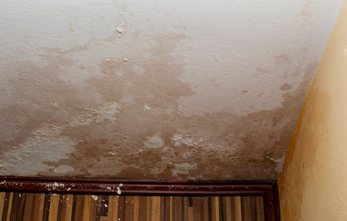 Is Mould The Tenants Fault